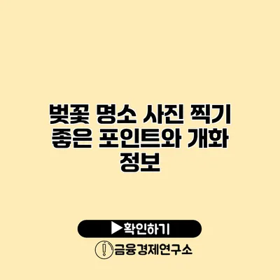 벚꽃 명소 사진 찍기 좋은 포인트와 개화 정보